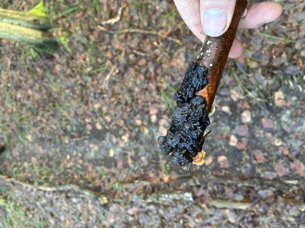 Witches&rsquo;s butter