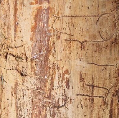 Pityokteines vorontzovi