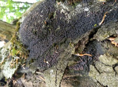 Drevovček bukov&yacute;