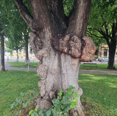 A - nejednoznačne určen&yacute;, nie sme si ist&iacute;