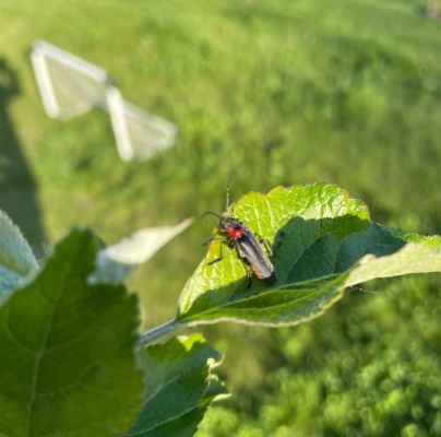 A - nie je v datab&aacute;ze