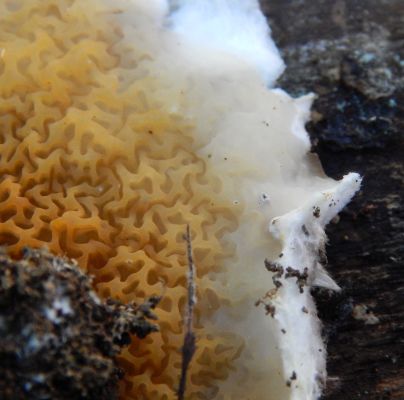 A - nie je v datab&aacute;ze