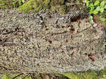 Lykokaz smrekov&yacute;