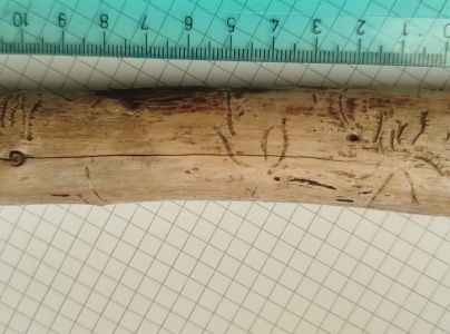 Lykožr&uacute;t korunov&yacute;