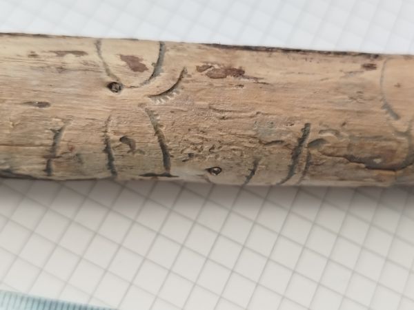 European fir engraver beetle