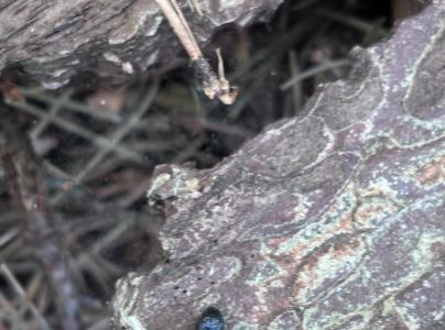 Kov&aacute;čikovit&eacute; Elateridae