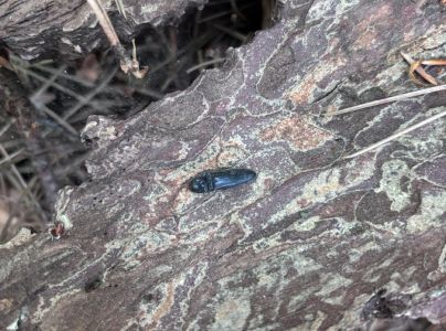 Kov&aacute;čikovit&eacute; Elateridae