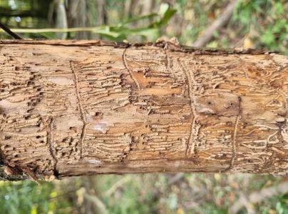 Lykokaz jaseňov&yacute;