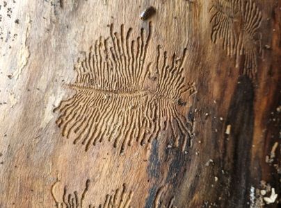 Lykokaz jaseňov&yacute;