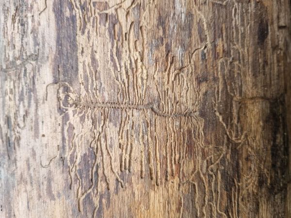 Ash bark beetle