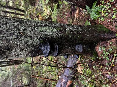 Pr&aacute;chnovček p&aacute;sikav&yacute; 