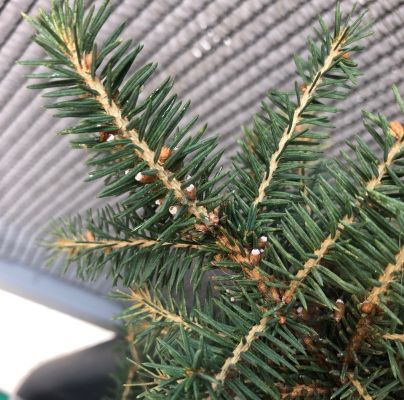 A - nejednoznačne určen&yacute;, nie sme si ist&iacute;