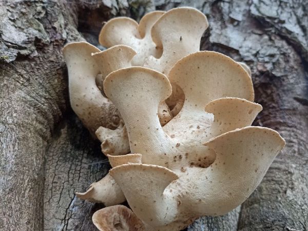 Dryad&rsquo;s saddle