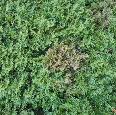 A - nejednoznačne určen&yacute;, nie sme si ist&iacute;