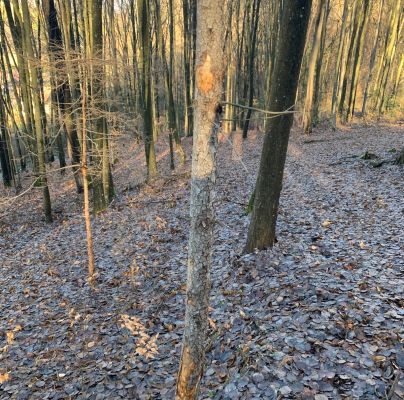 A - nejednoznačne určen&yacute;, nie sme si ist&iacute;