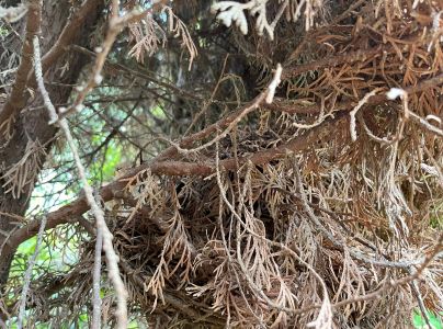 Krasoň borievkov&yacute;