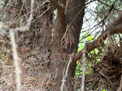 Krasoň borievkov&yacute;