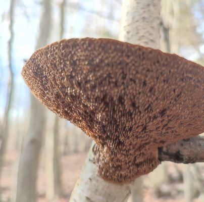 Daedaleopsis confragosa 