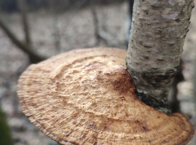 Sieťkovček červenkast&yacute;