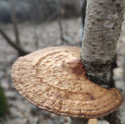 Daedaleopsis confragosa 