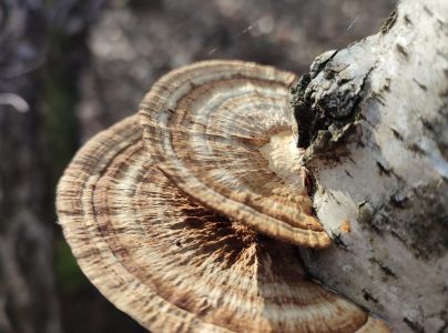 Sieťkovček červenkast&yacute;