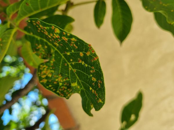 Gall mite Aceria tristriata
