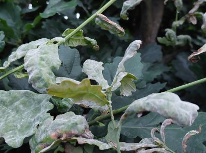 Drobnom&uacute;čka dubov&aacute;