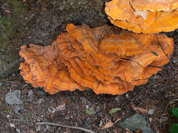 Sulphur fungus rot