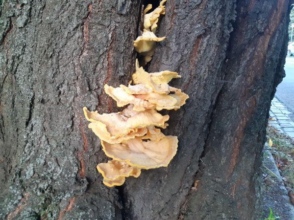 Sulphur fungus rot
