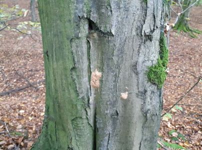 Mn&iacute;&scaron;ka veľkohlav&aacute;