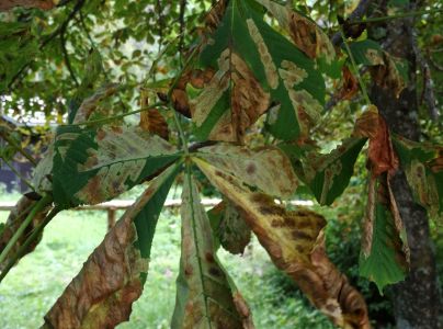 Plosk&aacute;čik paga&scaron;tanov&yacute;