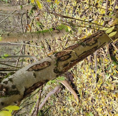 A - nie je v datab&aacute;ze