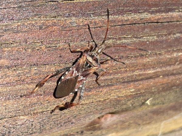 Western conifer seed bug