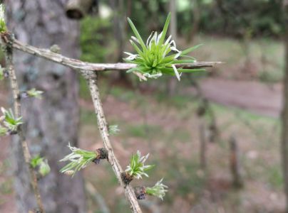 R&uacute;rkovček smrekovcov&yacute; 