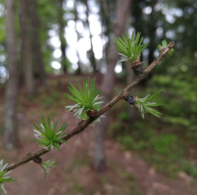 Coleophora laricella