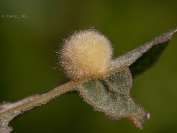 Gall sawfly Pontania gallarum