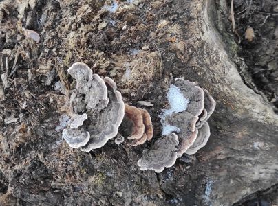 Tr&uacute;dnikovec pestr&yacute;