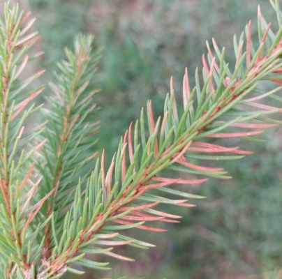 A - nie je v datab&aacute;ze