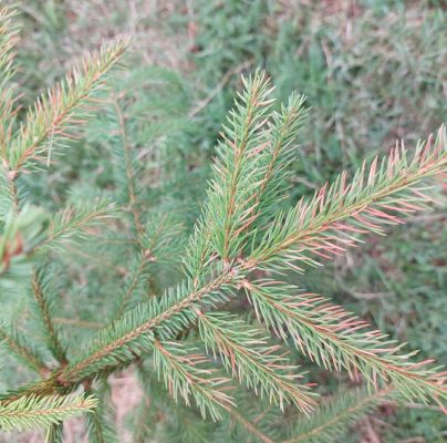 A - nie je v datab&aacute;ze