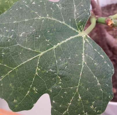 A - nejednoznačne určen&yacute;, nie sme si ist&iacute;