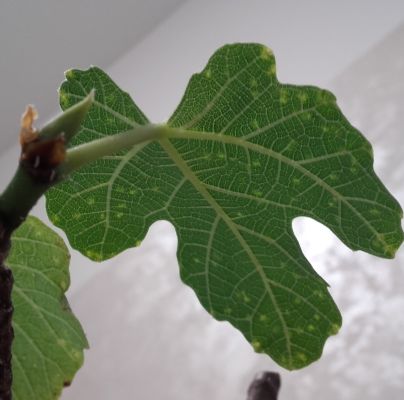 A - nejednoznačne určen&yacute;, nie sme si ist&iacute;