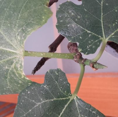 A - nejednoznačne určen&yacute;, nie sme si ist&iacute;