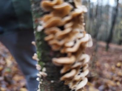 Pevn&iacute;k chlpat&yacute;