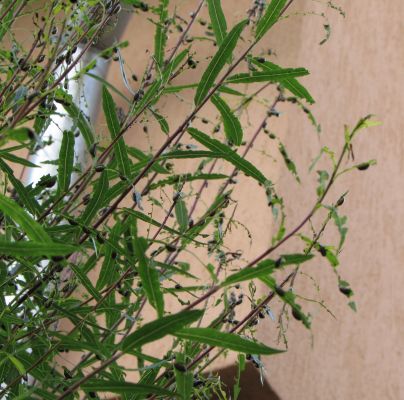 Chrysomela vigintipunctata