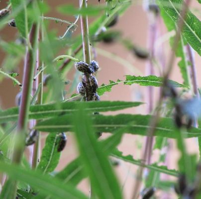 Chrysomela vigintipunctata