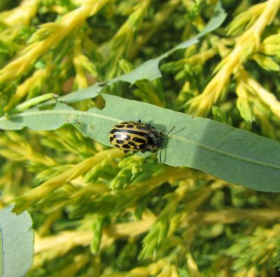 Chrysomela vigintipunctata