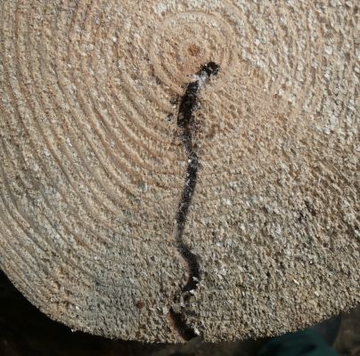 Trypodendron lineatum