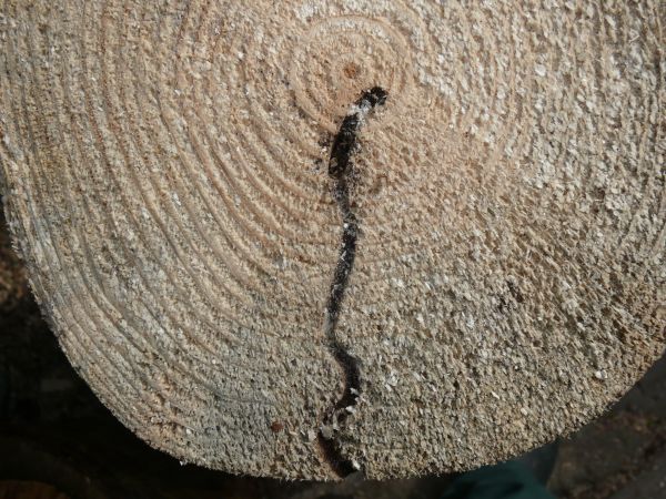 Striped ambrosia beetle