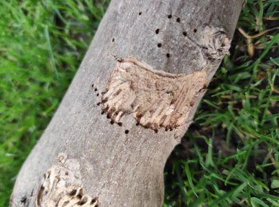 Lykokaz jaseňov&yacute;