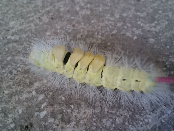 Pale tussock